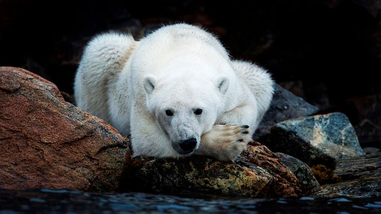 Canon Europa stolt sponsor av WWF og Norsk Polarinstitutts ekspedisjon til Svalbard 