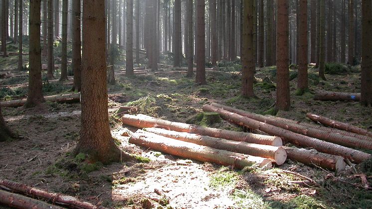 Skogsmark för virkesproduktion: nyligen gallrad och likåldrig granskog i södra Sverige. Foto: Matts Lindbladh