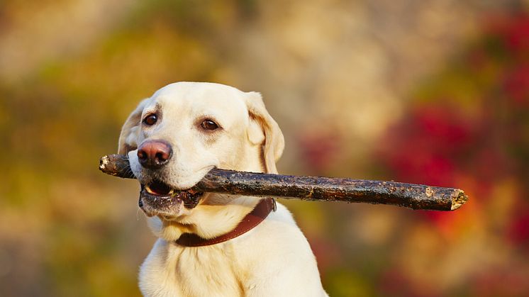 Labradoren stärker greppet