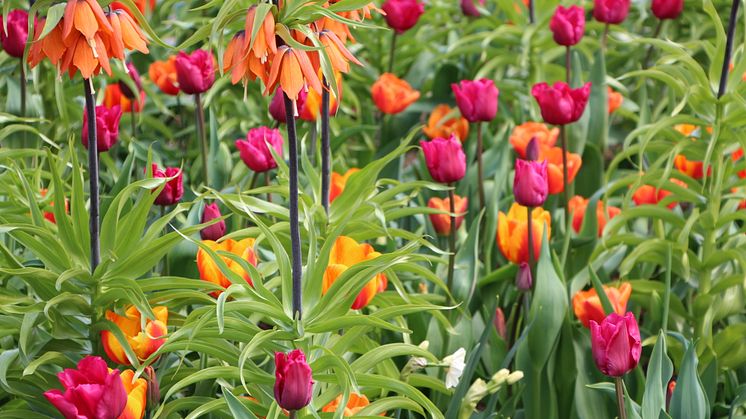 Halmstad blommar och får egen lökblandning 