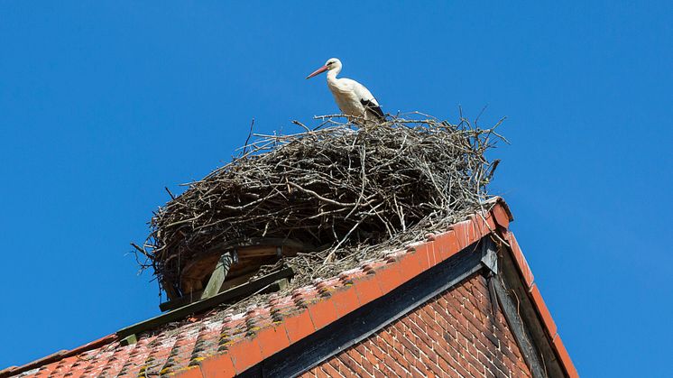 Tolle Ausblicke, nicht nur für Störche, bieten die Sommerferien in Brandenburg. Foto: TMB Fotoarchiv/Steffen Lehmann. 