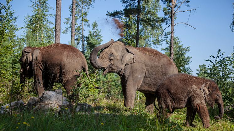 Foto: Rickard Monéus/Kolmården