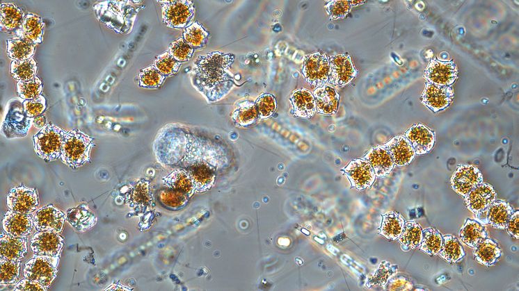 In the sea, phytoplankton are the first step when methylmercury is absorbed into the food web. The image was taken under a microscope and shows a spring bloom of phytoplankton in the Bothnian Sea. Photo: Marlene Johansson