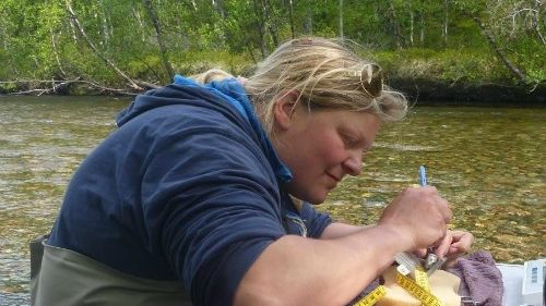Rapporten om laksefiskers vandring i Bøkfjorden og Neidenfjorden