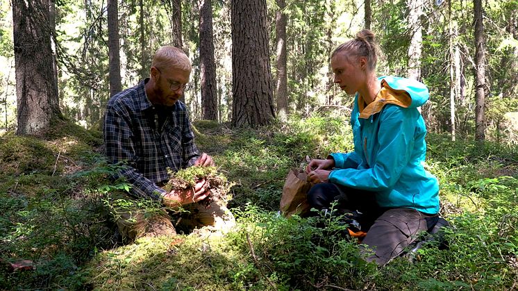 Hur påverkar extrem torka våra skogar? Växtekologerna Kristoffer Hylander och Irena Koelmeijer forskar om hur extrem väderlek påverkar skogens biologiska mångfald. Foto: Stockholms universitet