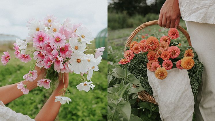 Inspirationsbild med några av Floreas vackra Rosenskäror samt deras frömix av Zinnia - Lilliput Peach Mix.