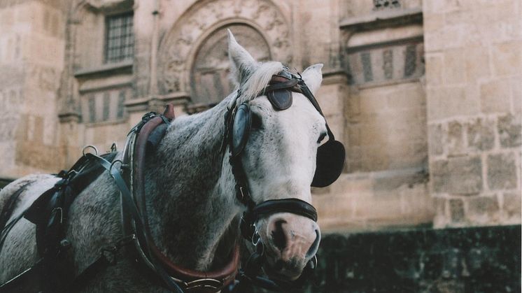 Press Trip Equestrian Tourism International Trade Fair 15-18 October