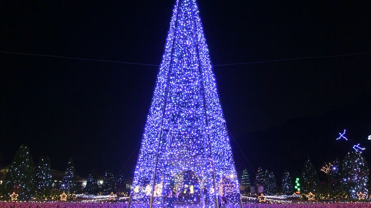 Amethyst Sage Light-Up @ Ashikaga Flower Park