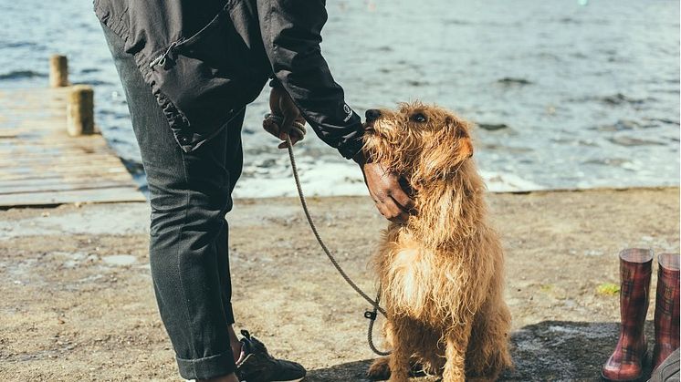 Så påverkas hunden av separation eller skilsmässa