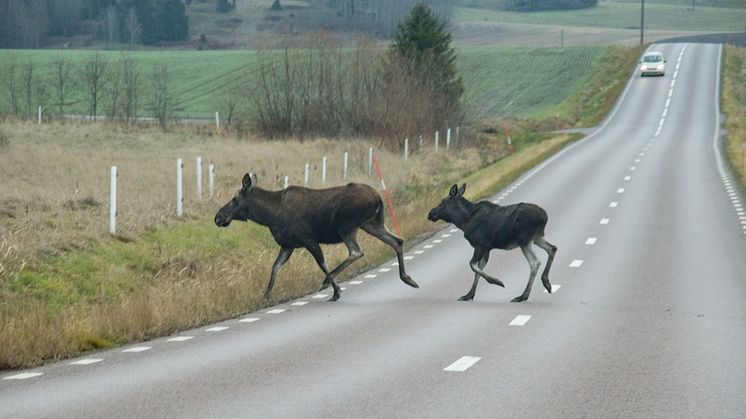 Se upp för vilda djur på Göteborgsvägarna