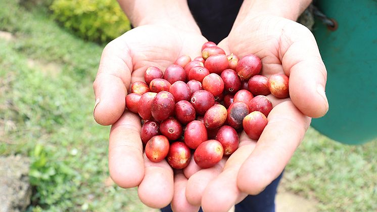 ​Is blockchain our missing link for a fairer, greener coffee trade?