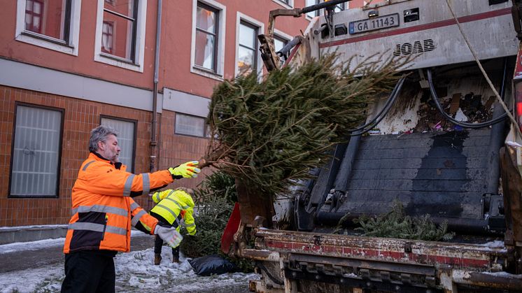 42 271 juletrær – hjelp oss å finne resten