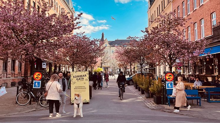 Vårhälsningar från Möllevången! Foto: Jeanette Rosengren