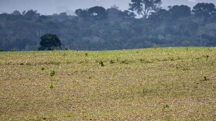 Importeret soja udgør en stor del af dansk dyrefoder, men i mange af produktionslandene ryddes skove og savanner til fordel for sojamarker, som her i Brasilien. Det Nationale Bioøkonomipanel har tidligere foreslået græs som sojaerstatning.  