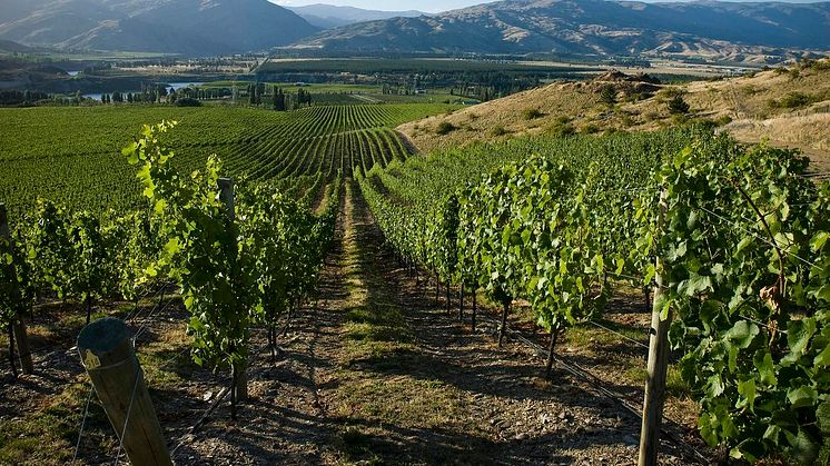 ​Nyhet från Nya Zeeland - ny vinmakare 