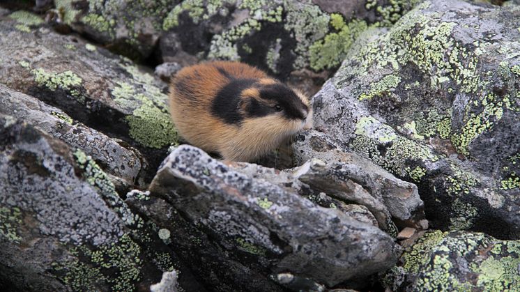 Fjällämmeln kan ha överlevt istiden i Skandinavien