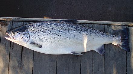 Öring och lax från Vänern behöver skyddas