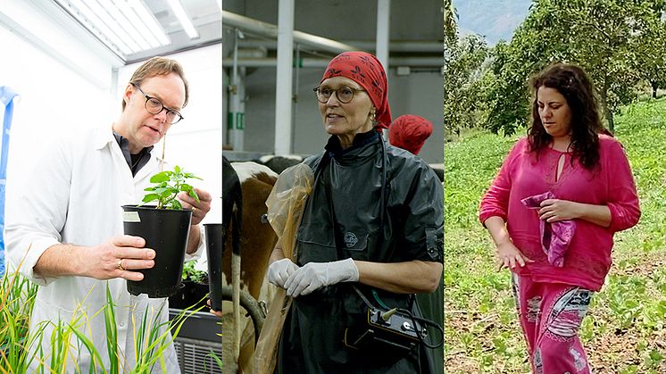 Magnus Karlsson, Renée Båge och Flora Hajdu är tre av SLU:s nya professorer. Deras ämnen är växtpatologi, husdjursreproduktion respektive landsbygdsutveckling. Foto: Jenny Svennås-Gillner, Johan von Feilitzen och Cyprian Silvester Shabirila