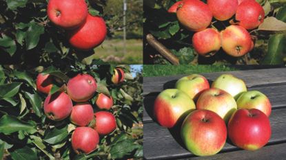 Fyra nya äppelsorter introduceras!