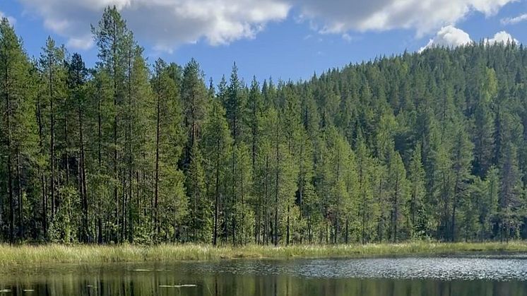 Platsen som är vald att utredas för en framtida botanisk trädgård är Storklinten i Bodens kommun. Foto: Storklinten