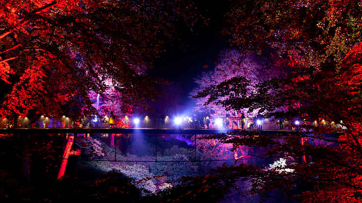 Höstljus på Sofiero 30 oktober–13 november. Foto: Mattias Berglund.