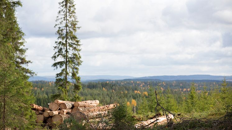 SM i skog arrangeras på SG/SödraViken