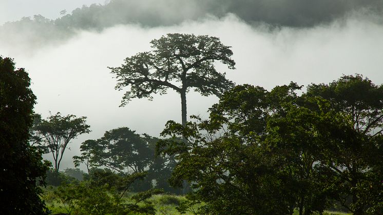 Verdens Skove kæmper for at klimaaftalen tager til skoven og oprindelige folks rettigheder i fremtidige klimaprojekter.