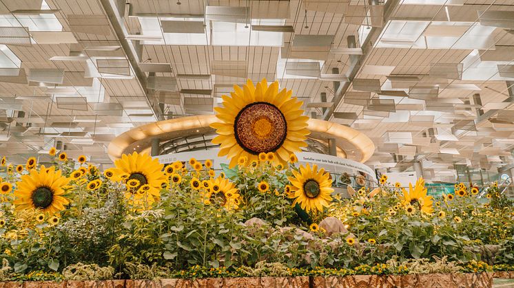 A distinctive eight-metre-tall sunflower topiary sculpture at Terminal 3 Departure Hall adorned with over 1000 sunflowers, offers a vibrant welcome spot for visitors