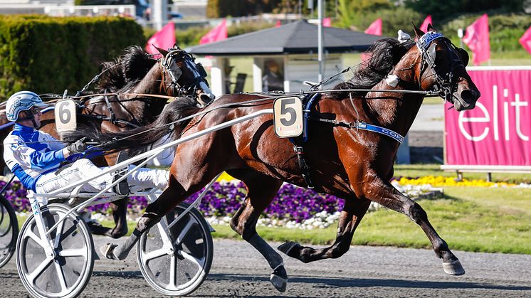 Cokstile klar för Elitloppet 2021. Foto: TR Bild