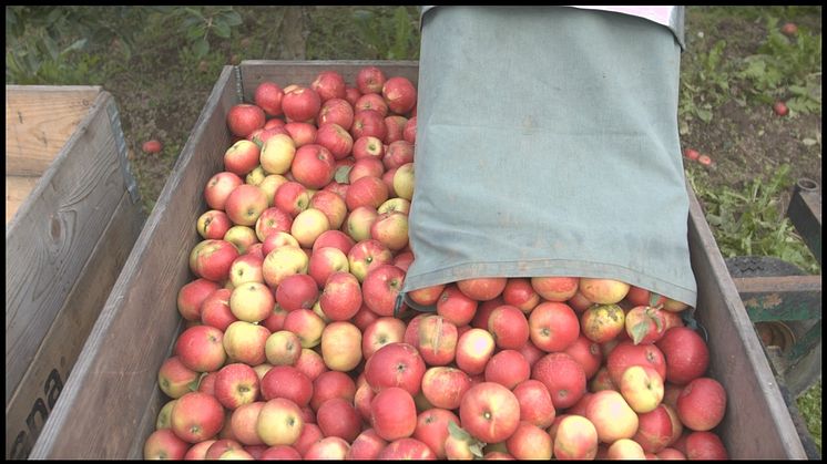 Volymen av KRAV-märkta äpplen ökar i år