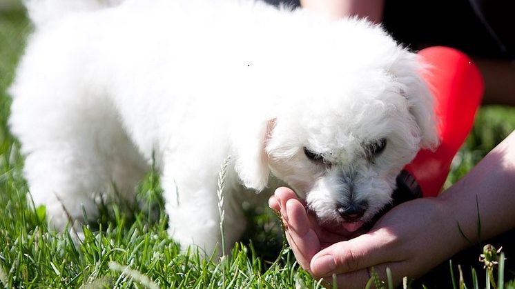 Ta med dricksvatten till hunden