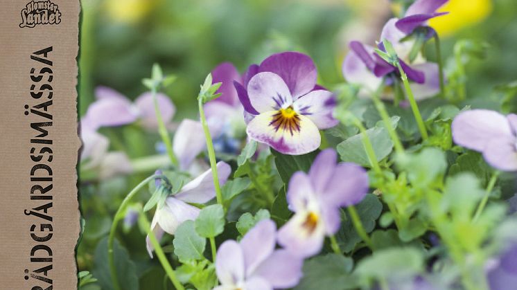 Tjuvstarta våren hos Blomsterlandet i Varberg