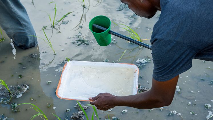 Sampling mosquitoes