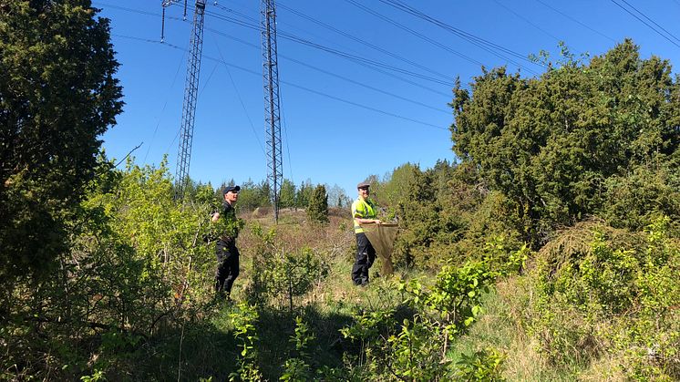 Solen sken nästan hela veckan när Callunas naturvärdesinventerare arbetade sig fram i terrängen och kalibrerade sina bedömningar av naturvärden i området för en ny kraftledningsgata mellan Enköpings och Sollentunas kommuner. Foton: Sara Häger. 