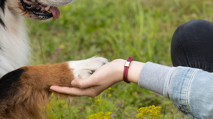 “Tierisch engagiert“ unterstützt engagierte TierschützerInnen in Kärnten und spendet 13,5 Tonnen Futter und Zubehör