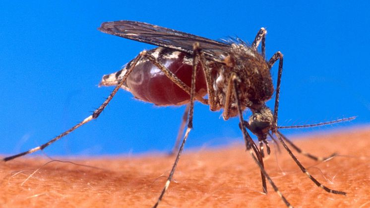 Det behövs ett giftfritt komplement till kemisk bekämpning av mygg