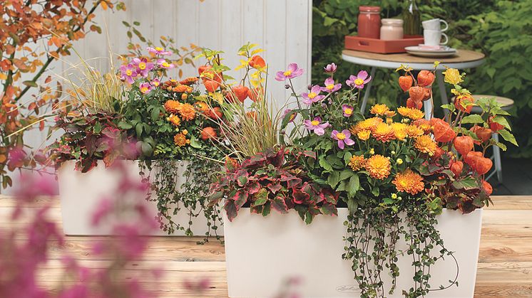 BALCONERA COLOR bepflanzt mit gelb-orangen Chrysanthemen, Sonnenhüten, Herbst-Windröschen und zarten Gräsern sorgt für eine gemütliche Stimmung und lädt dazu ein, die Outdoor-Saison noch lange zu genießen.