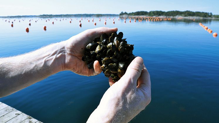 Skördade musslor. Foto: Lena Tasse, Region Östergötland