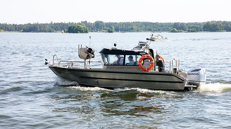 Fredningsperioden för gös pågår mellan 25 april och 25 maj. Foto: Lars Molander.