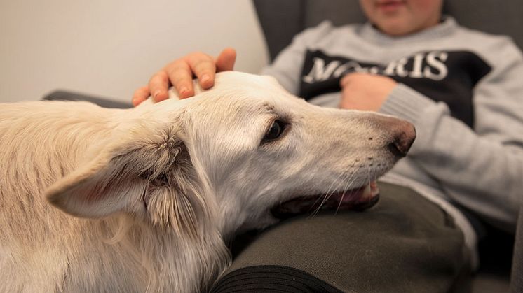 7-åriga vita herdehunden Dis har utsetts till Årets sociala tjänstehund. Foto: Urban Brådhe 