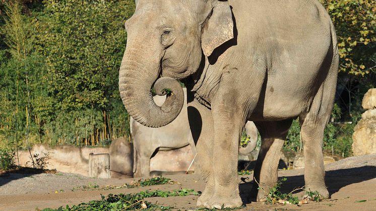 Elefantenkuh Saida auf der Außenanlage im Zoo Leipzig - Foto: Zoo Leipzig 
