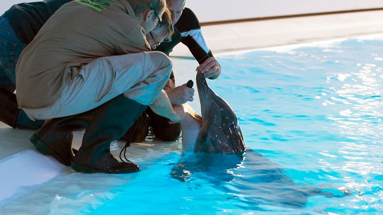 Delfin på Kolmården får sina tänder lagade med laser