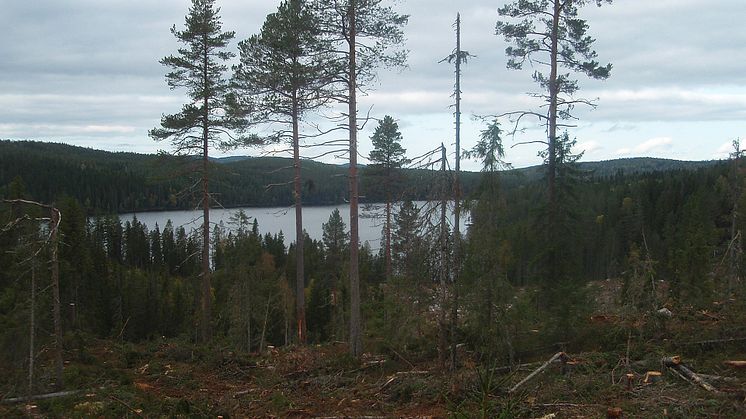 Do Europe's managed forests contribute to global warming?