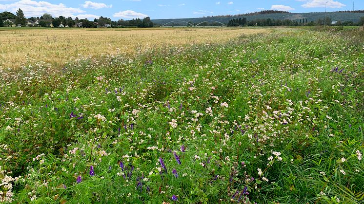 Hela Norrland blommar. Blomremsa i slutet av juli.