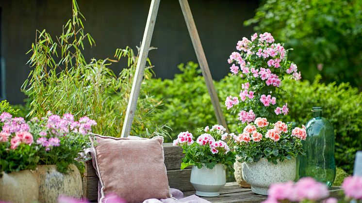 Semesterkänsla hemma! Foto: Blomsterfrämjandet/Pelargonium for Europe