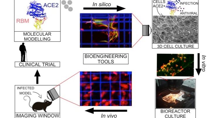 Advanced tools for pre-clinical research on the SARS-CoV-2 virus: from molecular simulations, to 3D visualization in the “NICCHIOID” and in the microfluidic bioreactor “MOAB”, up to visualization directly in the mouse.