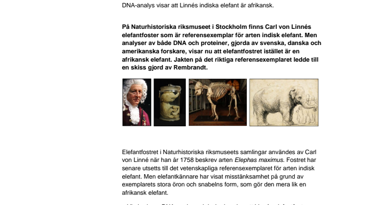 Rembrandts elefant blir nytt vetenskapligt referensexemplar