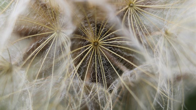 Flying seeds