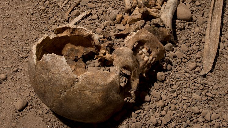 Skelett från man som kopplas till den skandinaviska stridsyxekulturen som uppstod för ungefär 5 000 år sedan. DNA från denna individ analyserades i studien. Foto: Jonas Karlsson, Östergötlands museum 