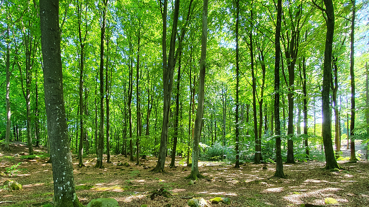 Hjärnarps prästskog har fått växa ostört under nästan 200 år vilket har gett förutsättningar för en viktig biologisk mångfald. Foto: Ängelholms kommun.